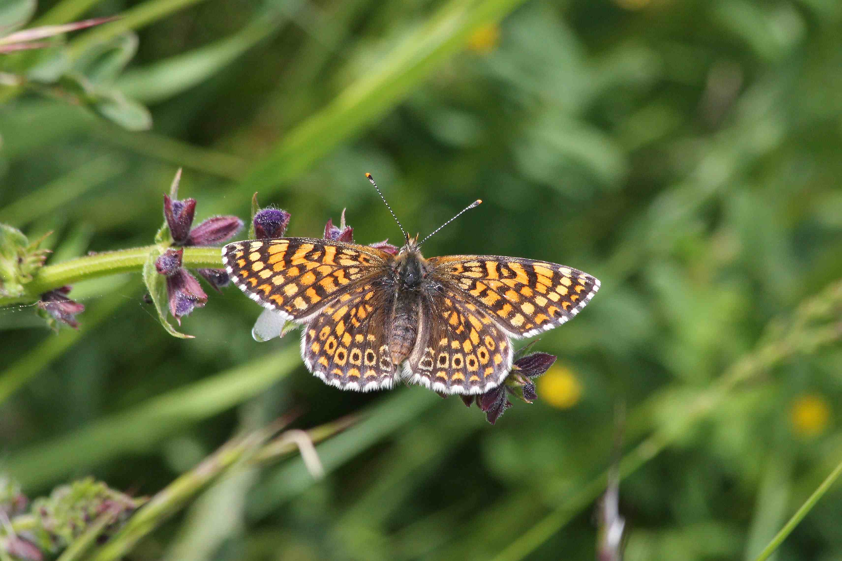 Melitaea cinxia